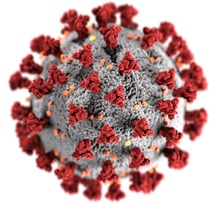 kornovavirus